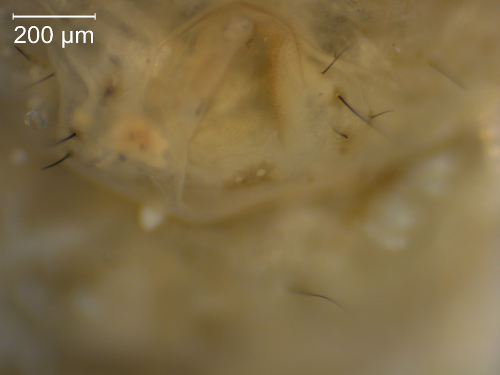 Potamophylax cingulatus